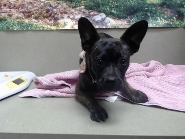Adoptable Dog