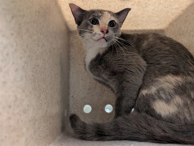 Adoptable Cat