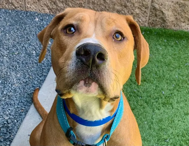 Adoptable Dog