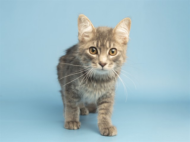 Mittens