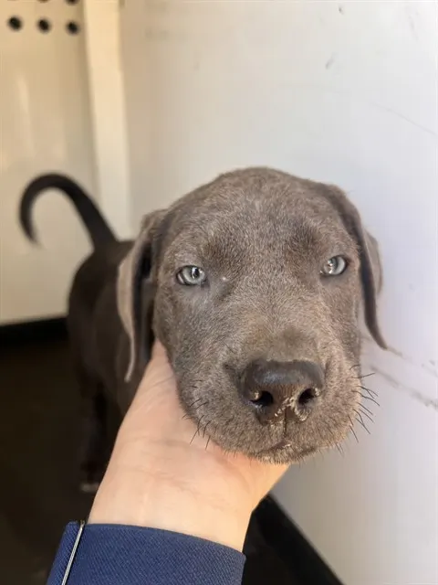 Adoptable Dog