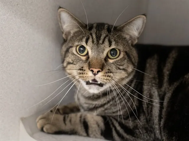 Loki