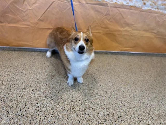 Cooper