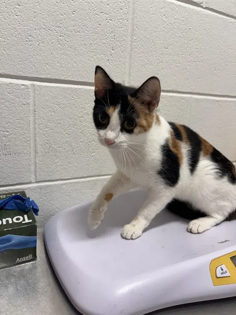 *Sheila