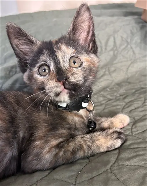 Purr