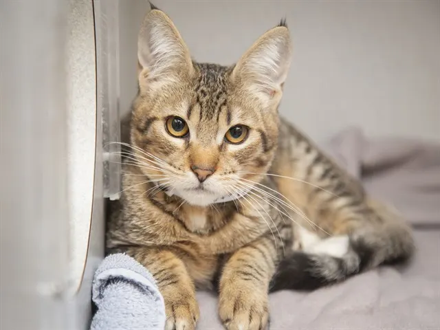 Sam
