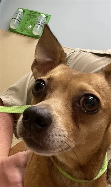 Pup