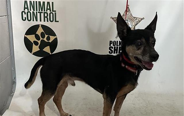 Adoptable Dog