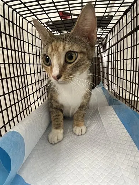 Adoptable Cat