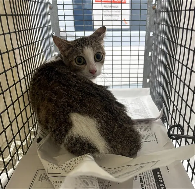 Adoptable Cat
