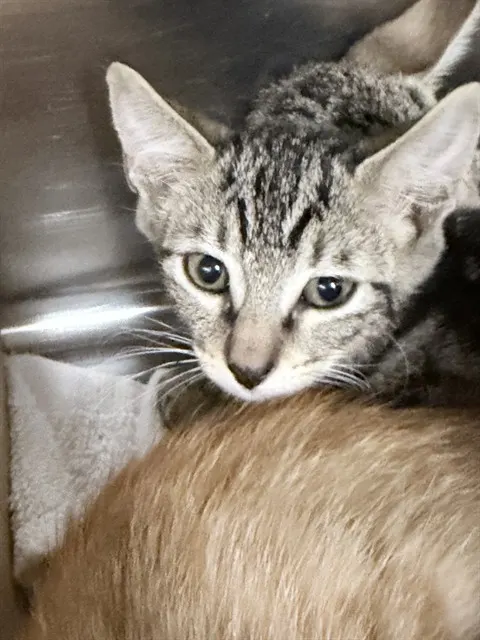 Adoptable Cat