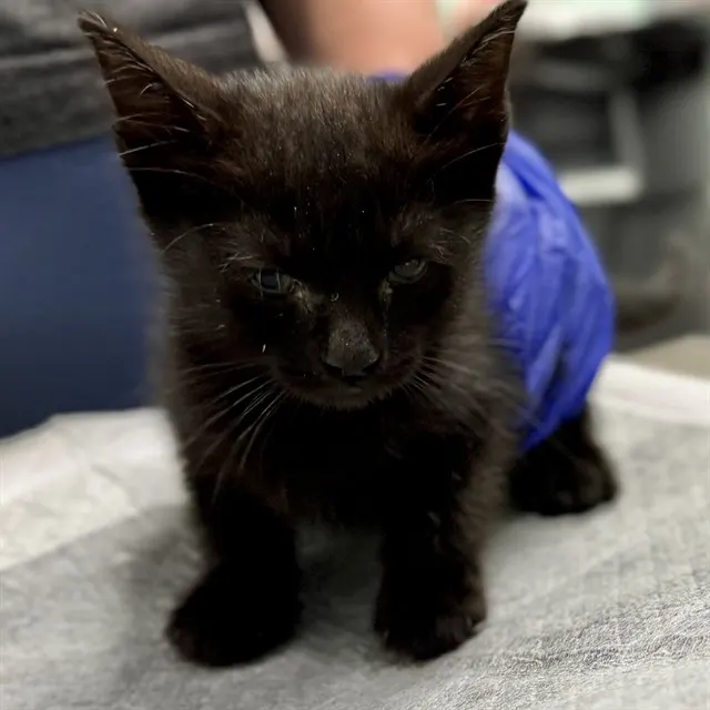 Wafer