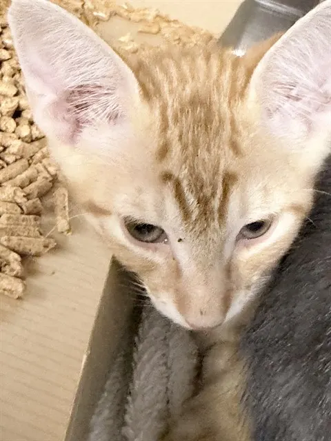 Adoptable Cat