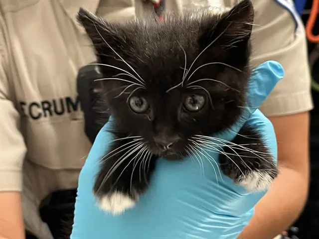 Adoptable Cat
