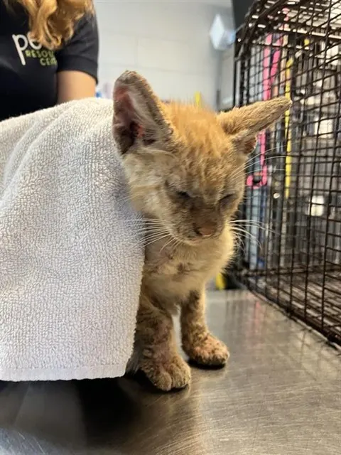 Adoptable Cat