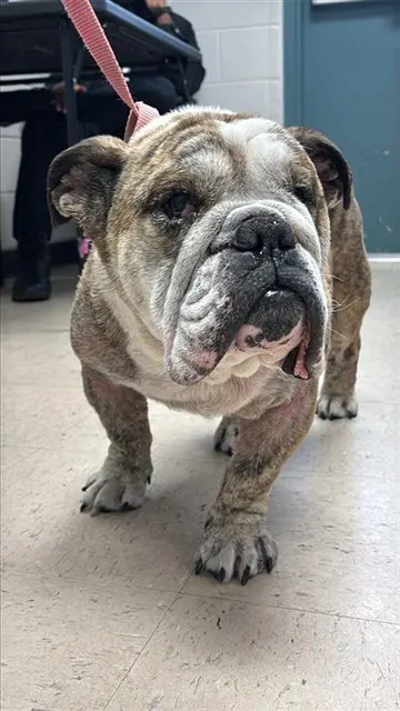 Adoptable Dog