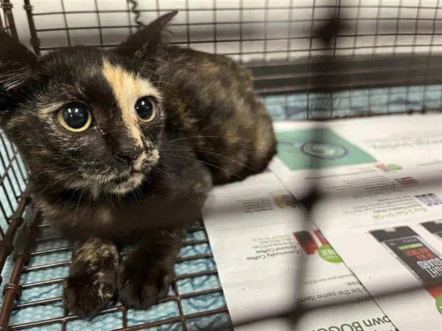 Adoptable Cat
