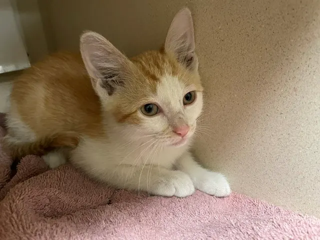 Adoptable Cat