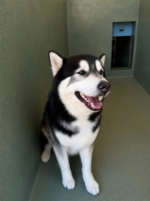 Kai