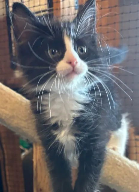 Denali