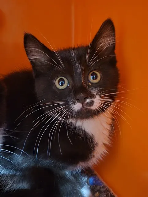 Dinky Dot