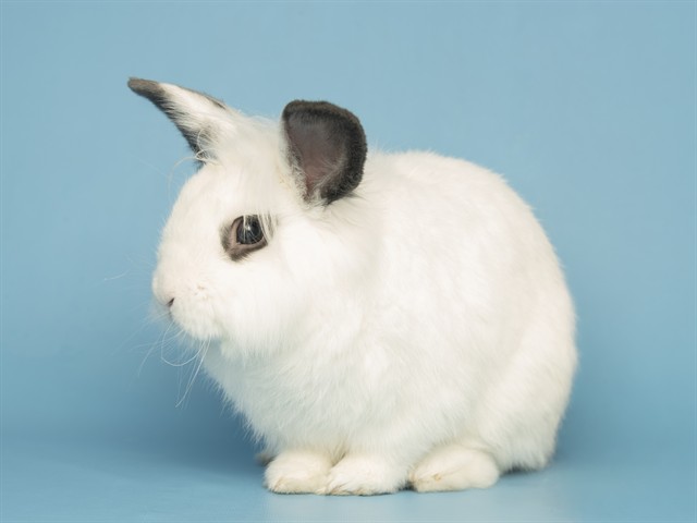 Pete