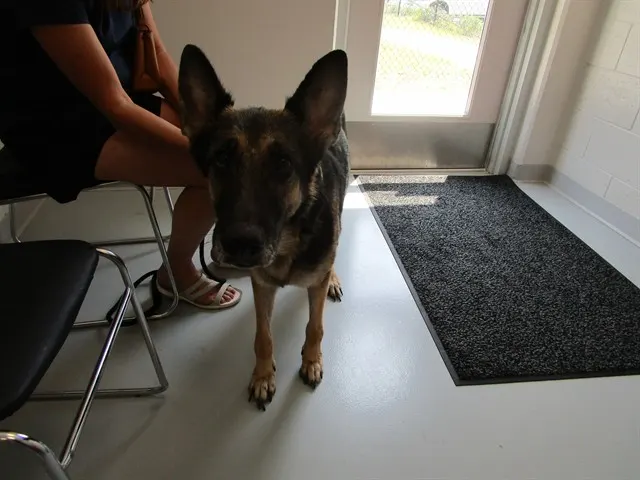 Adoptable Dog