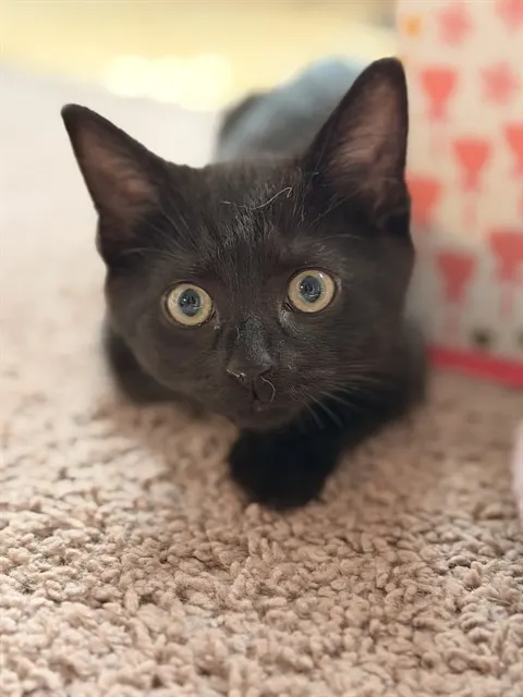 Mochi