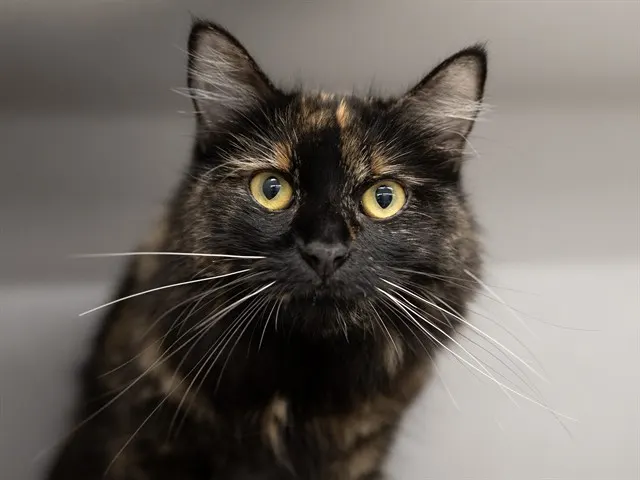 Lulu