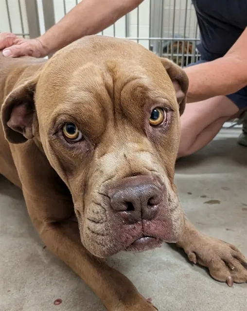 Adoptable Dog