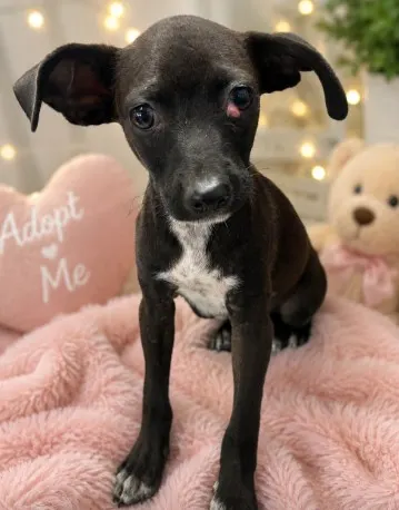 Adoptable Dog