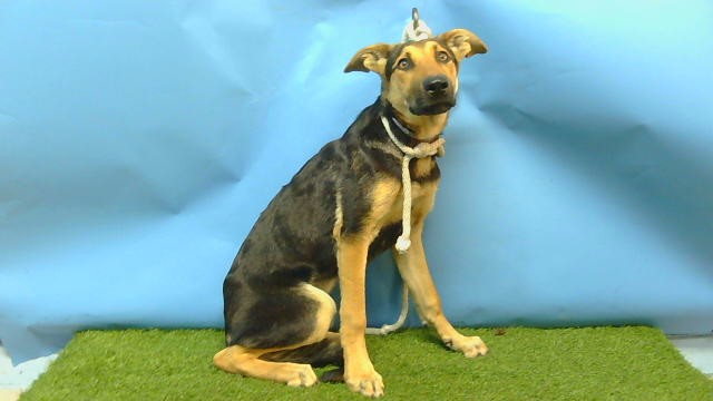 Adoptable Dog