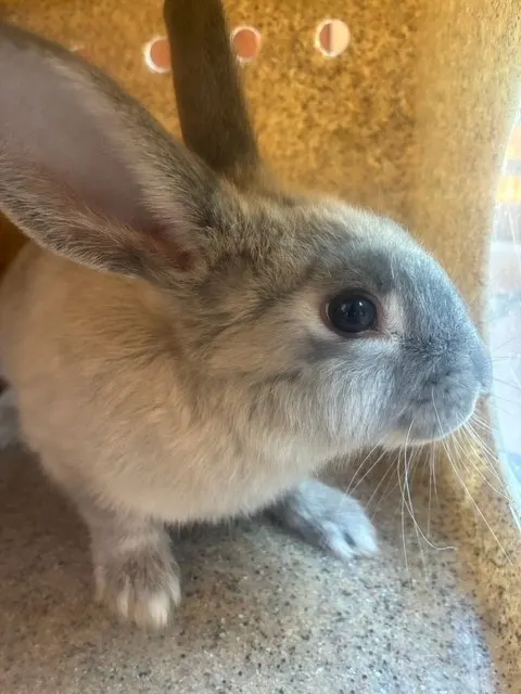 Roger