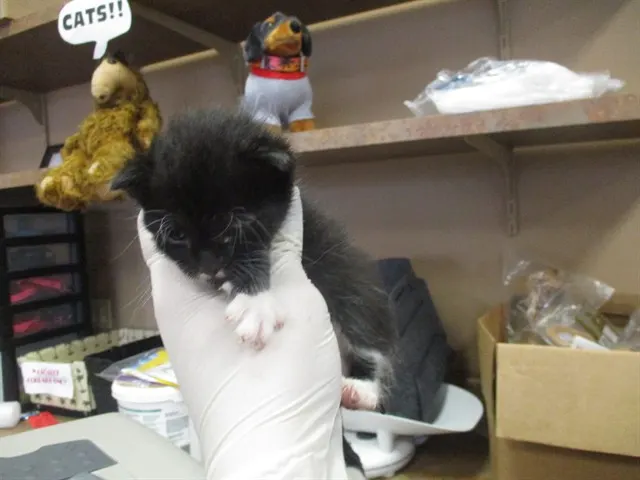 Adoptable Cat