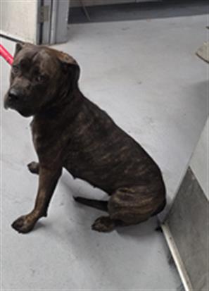 Adoptable Dog