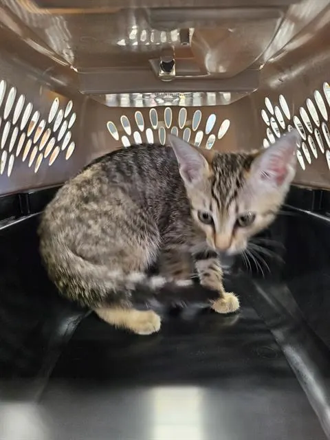 Adoptable Cat