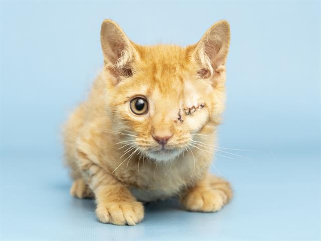 Obi Wan Purrnobi