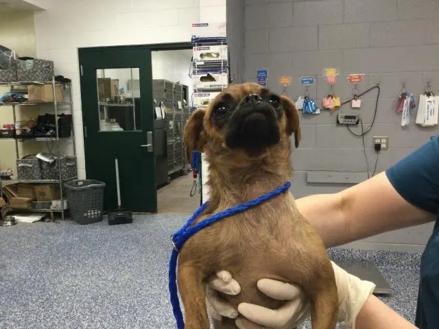 Adoptable Dog