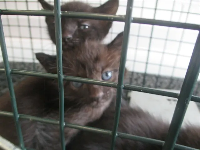 Adoptable Cat