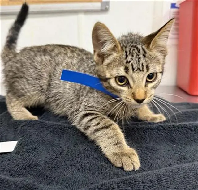 Adoptable Cat