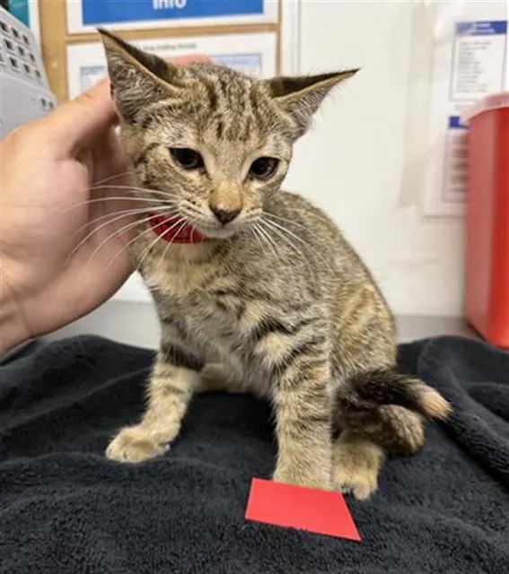 Adoptable Cat