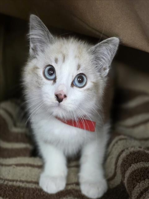 Prince