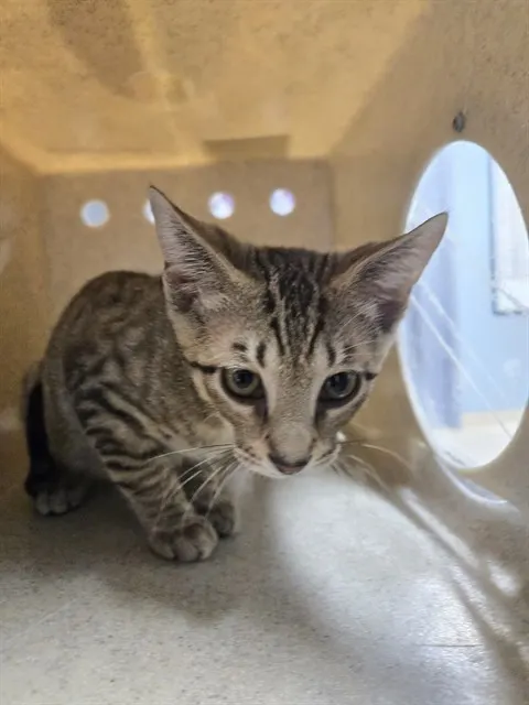Micah