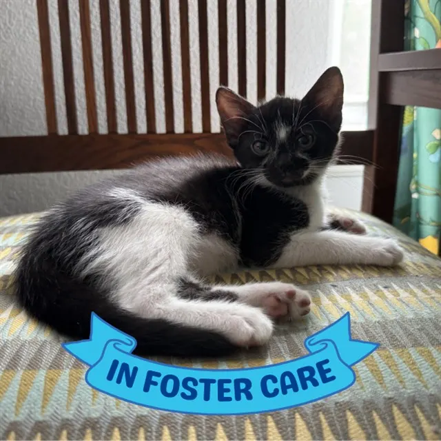 Sylvester