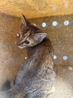 Adoptable Cat