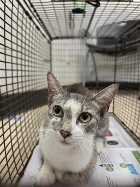 Adoptable Cat