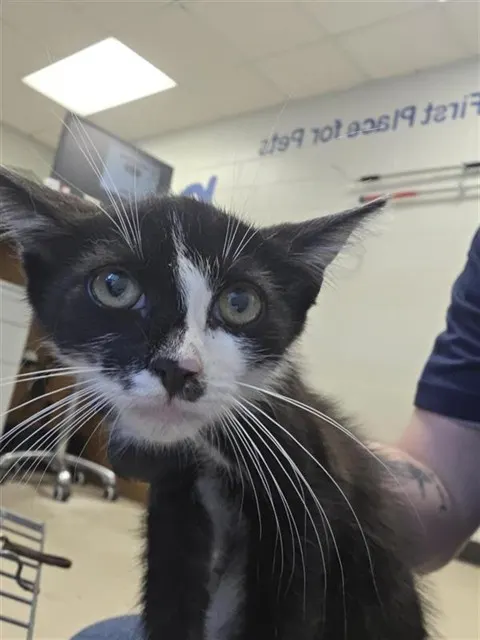 Adoptable Cat