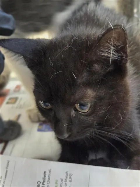 Adoptable Cat