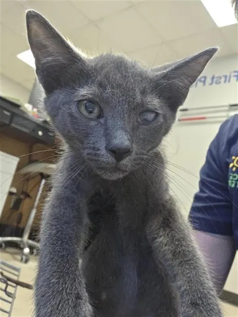 Adoptable Cat