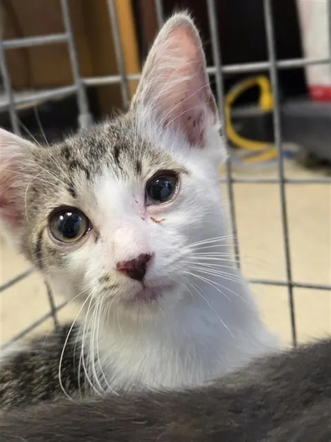 Adoptable Cat
